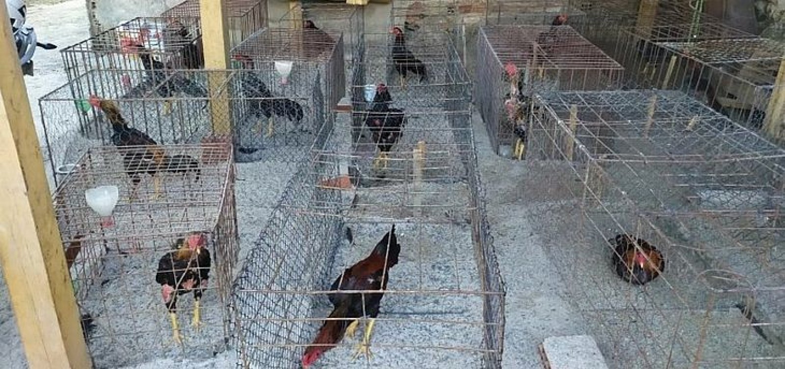 Pol Cia Encerra Rinha De Galos Em Eun Polis E Resgata Animais Metro