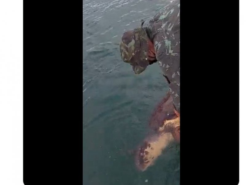 Vídeo: Policiais da Coppa libertam tartaruga presa em rede de pesca