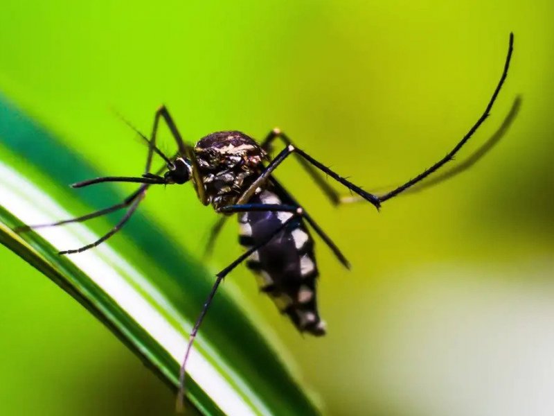 Número de casos de dengue cresce 667% em relação ao ano passado na Bahia