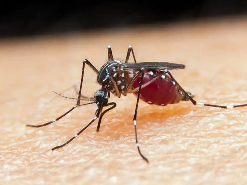 Bahia registra morte por malária após seis anos sem notificação