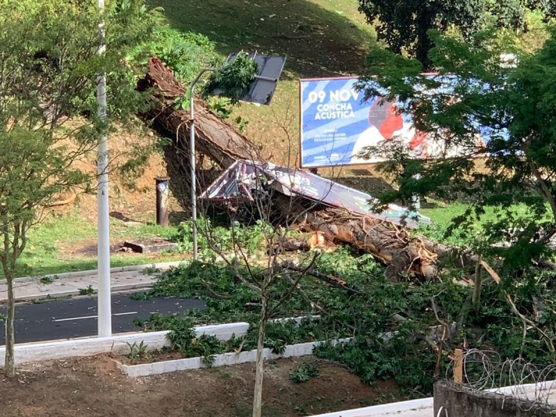 Árvore cai no Vale do Canela e interdita trânsito no sentido Cidade Baixa