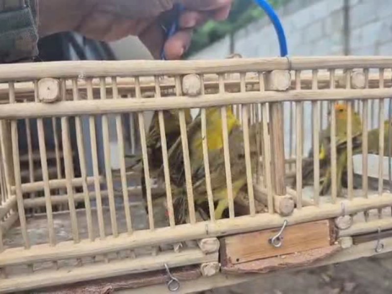 Mais de 50 aves silvestres são resgatadas em Feira do Rolo na Bahia