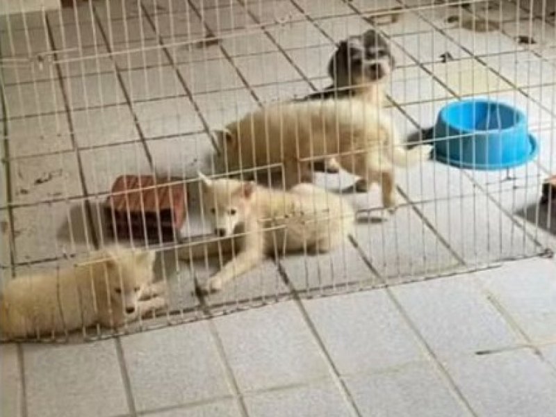 Suspeita de manter 121 animais em situação de maus-tratos é encontrada fora do estado