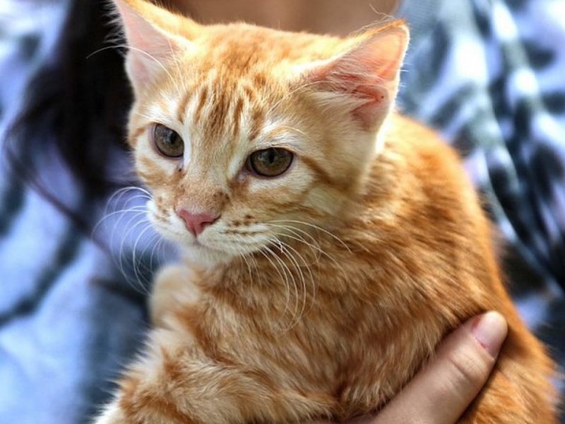 Salvador oferece castração gratuita para cães e gatos em três bairros