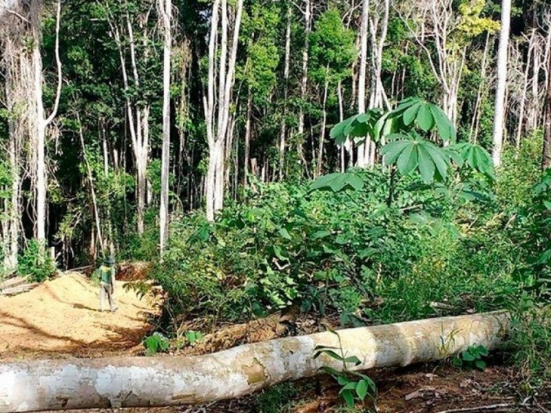 Quase 60% dos baianos vivem em cidades com predominância de Mata Atlântica