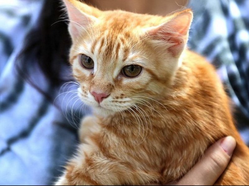 Salvador inicia campanha de vacinação antirrábica para cães e gatos nesta segunda-feira