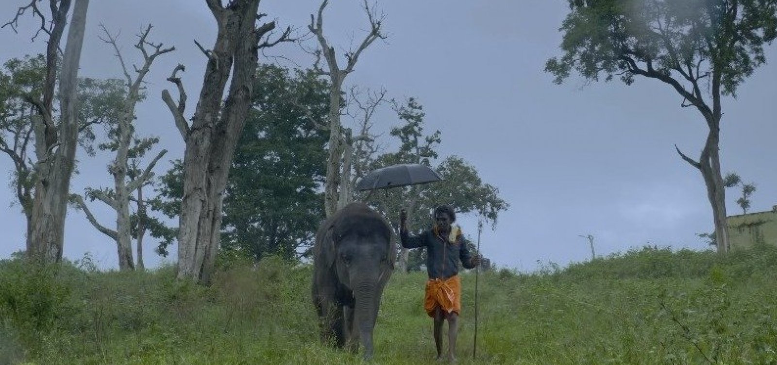 “Como cuidar de um bebê elefante” eleva os patamares da relação entre o homem e a natureza