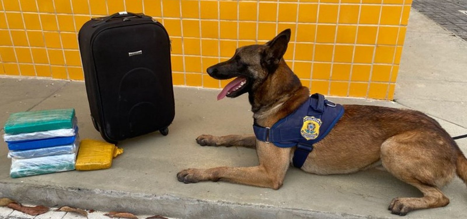 Com ajuda de cão farejador, PRF apreende drogas em ônibus em Vitória da Conquista - Metro 1 Com ajuda de cão farejador, PRF apreende drogas em ônibus em Vitória da Conquista - Metro 1