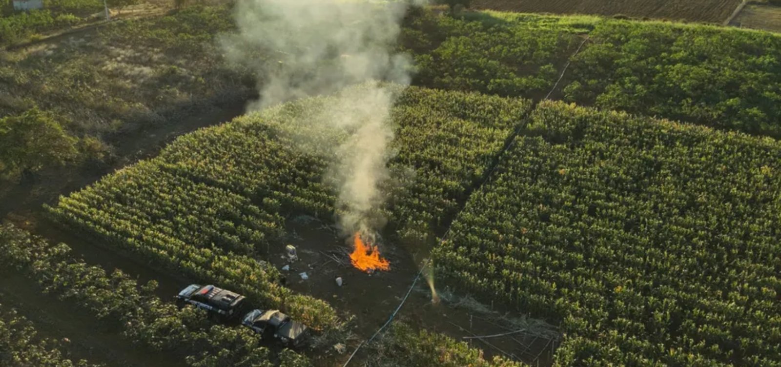 Polícia destrói plantação com 20 mil pés de maconha na Chapada Diamantina