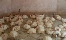 Secretaria autua abatedouro no Alto do Coqueirinho