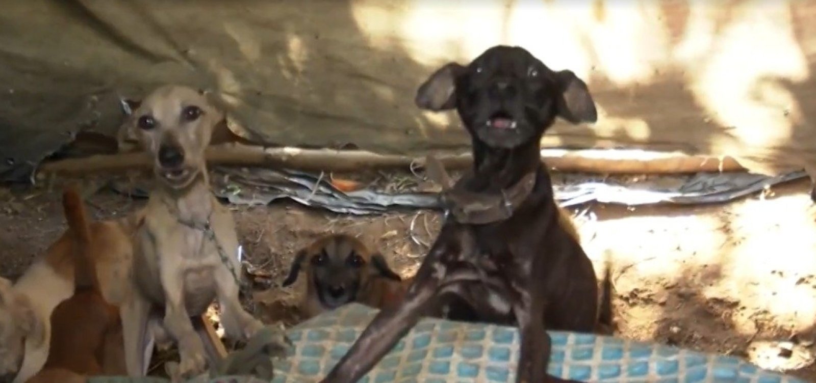 Cães e gatos são mantidos presos em condições precárias em Ilhéus