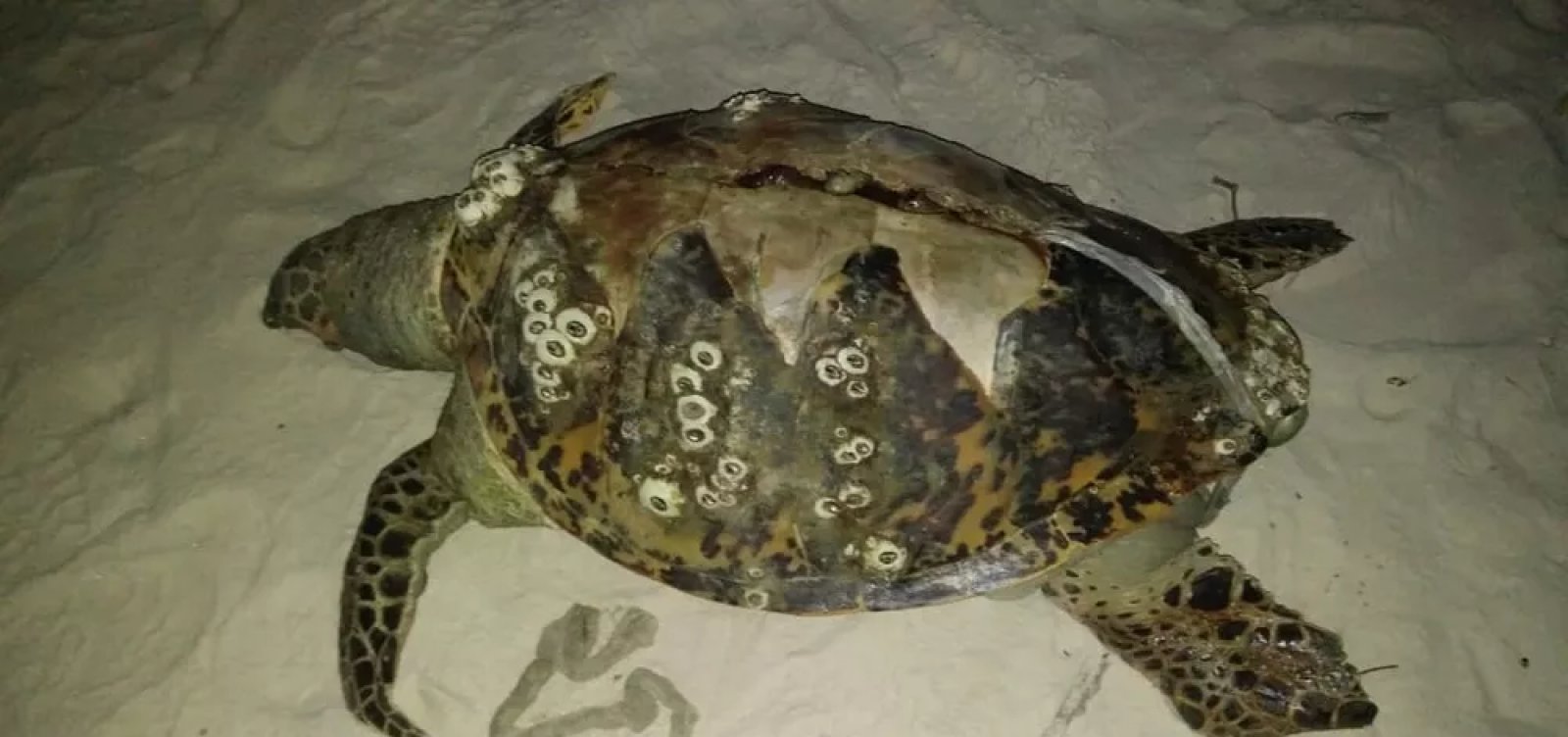 Três tartarugas são encontradas encalhadas no sul da Bahia