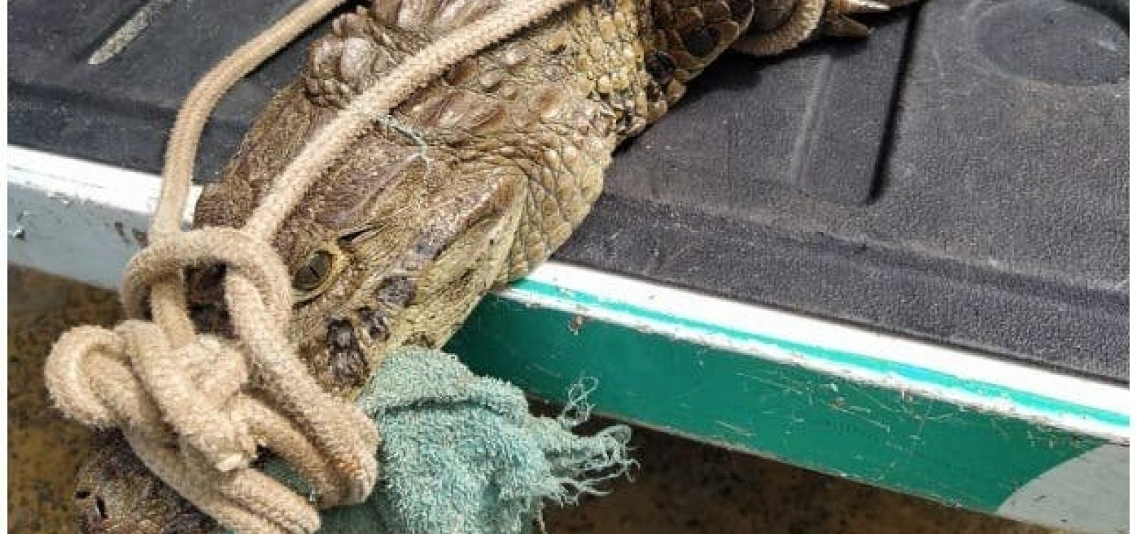Jacaré com mais de 1 metro é resgatado na praia de Coutos pela Guarda Civil