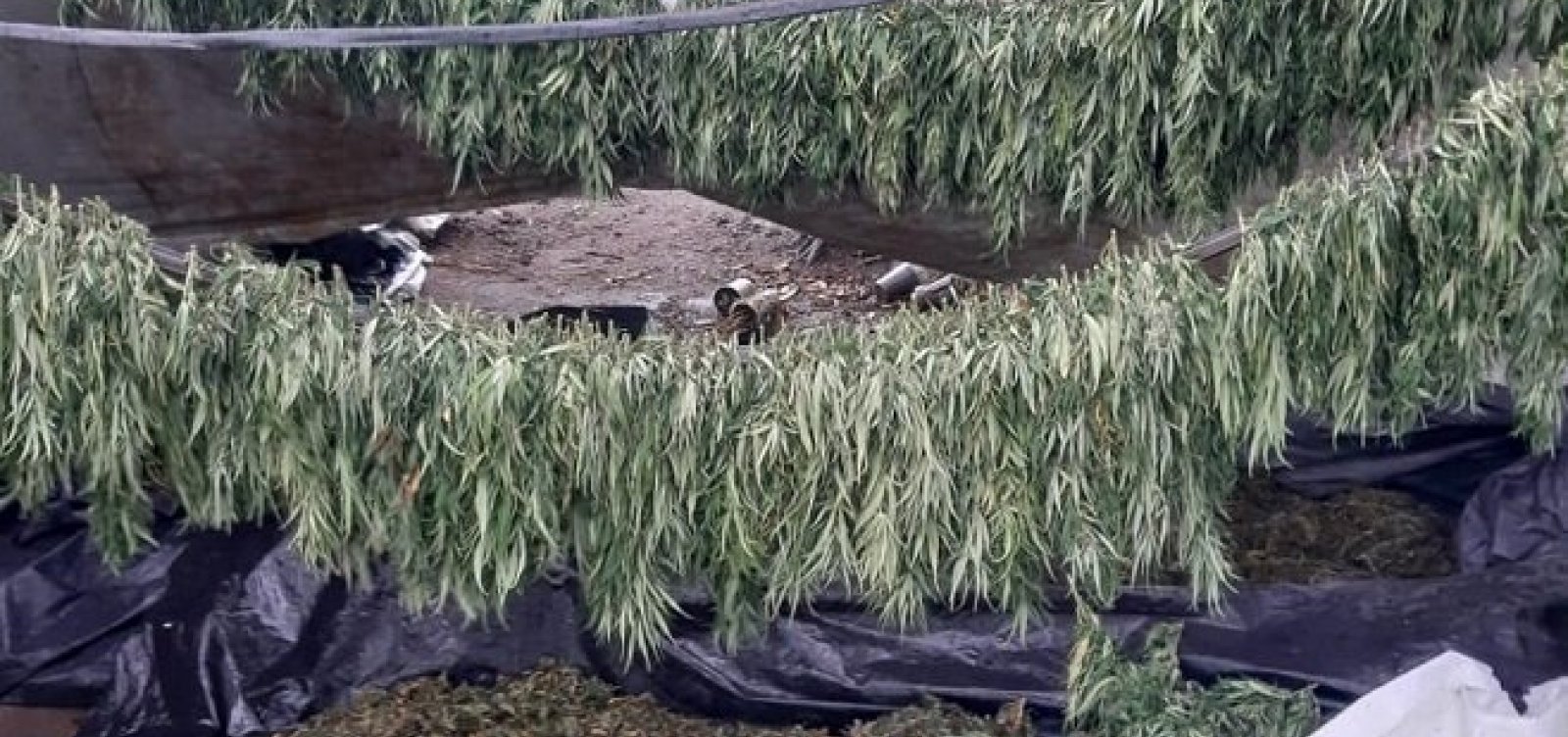 Polícia Civil erradica plantação de maconha avaliada em R$ 32 milhões no interior do Estado