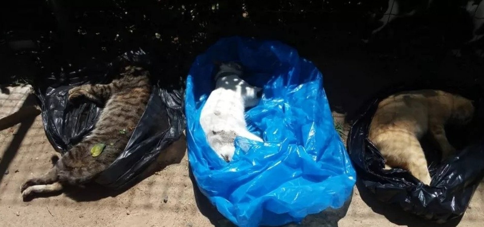 Moradores denunciam morte de 18 gatos e desaparecimento de outros 20 em condomínio na Bahia