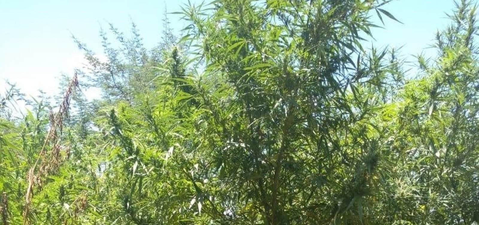Plantação com 11 mil pés de maconha é erradicada e duas pessoas são detidas