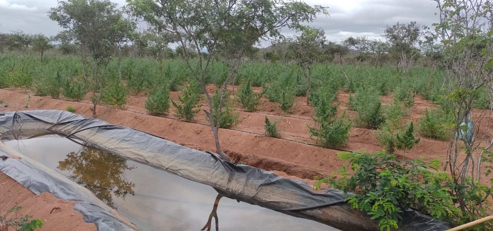 Polícia toca fogo em 78 mil pés de maconha no Norte da Bahia