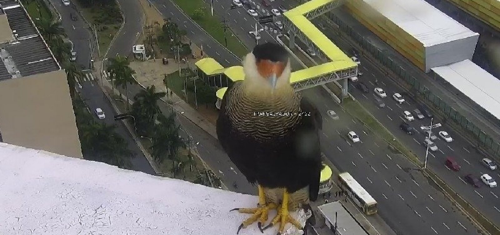 Gavião 'posa' para foto em câmera de trânsito na Avenida ACM