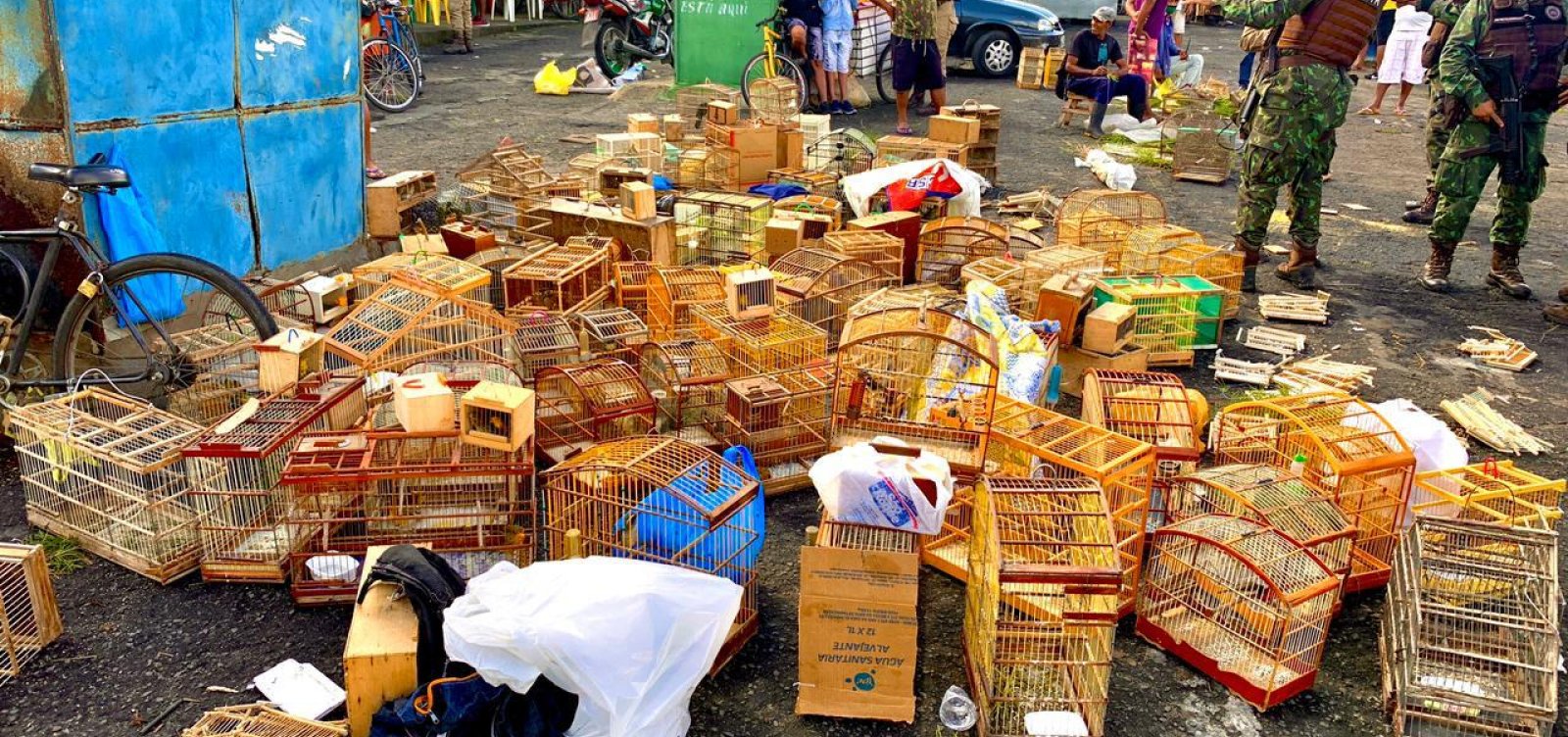 Operação resgata 383 animais silvestres em feira irregular no interior da Bahia