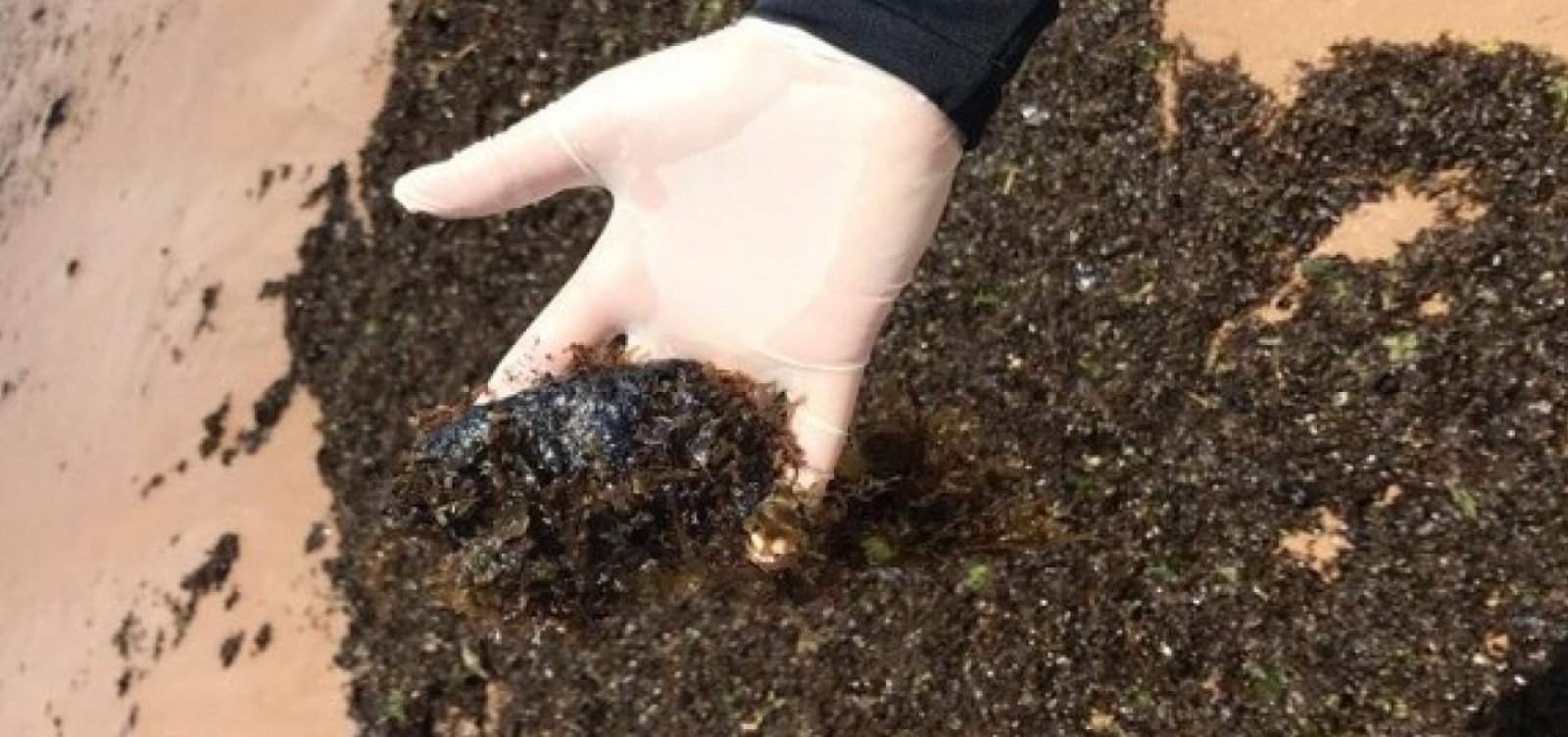 Novas manchas de óleo aparentam ser resquícios do desastre de 2019, diz pesquisador