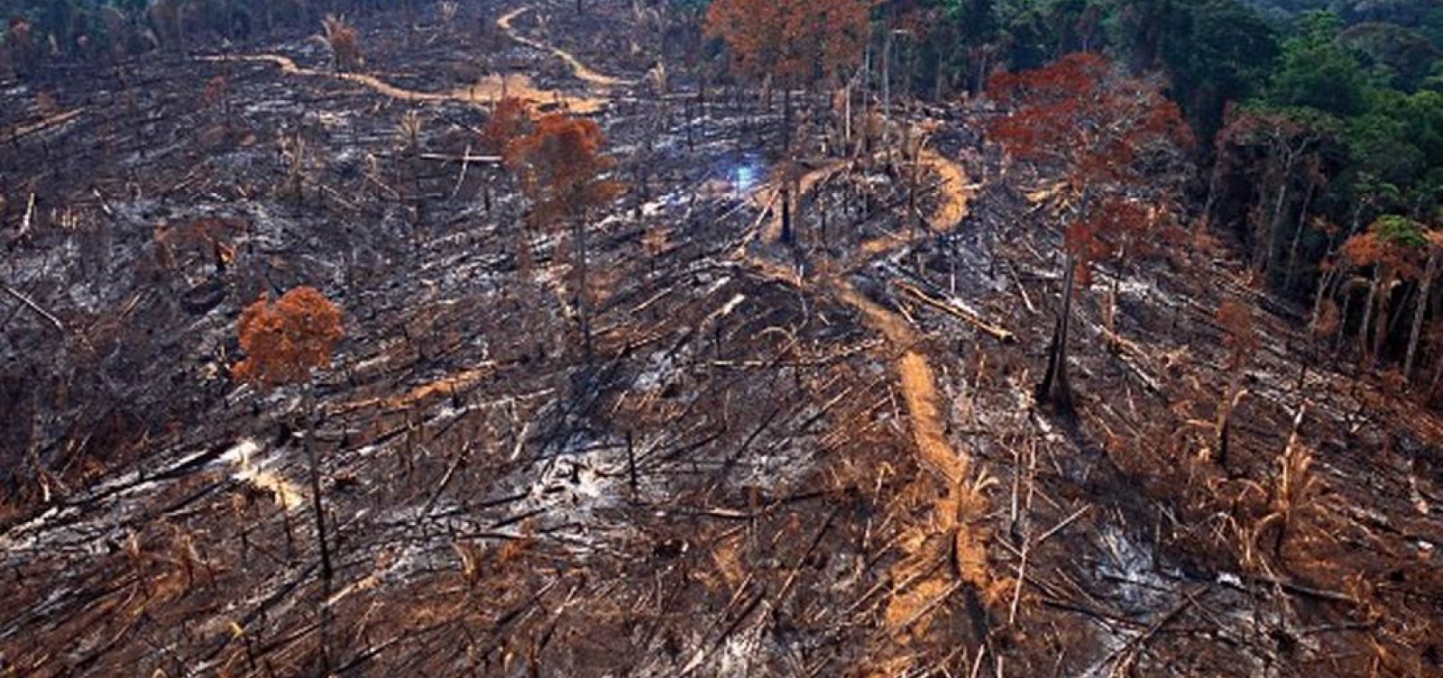 Alertas de derrubada de mata na Amazônia batem recorde pelo quarto mês consecutivo