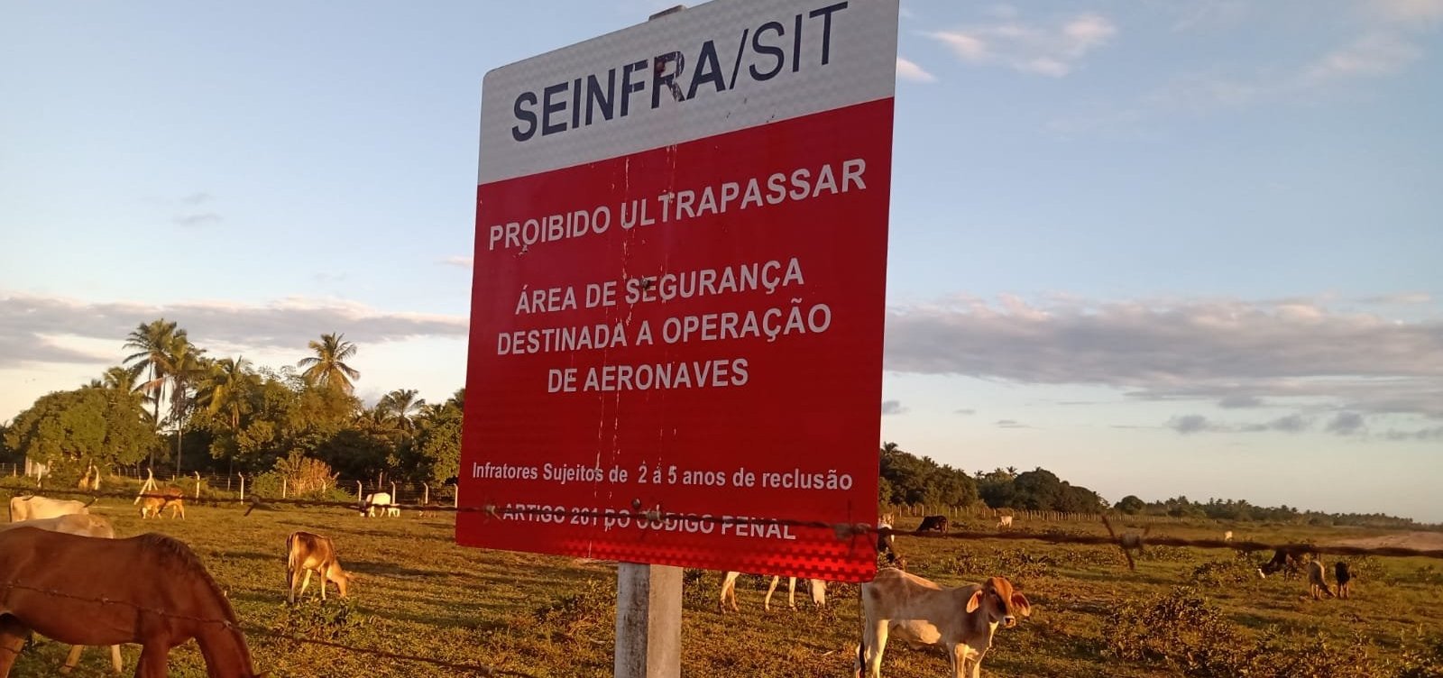 Interditado, aeroporto no sul da Bahia vira pasto para vacas e cavalos