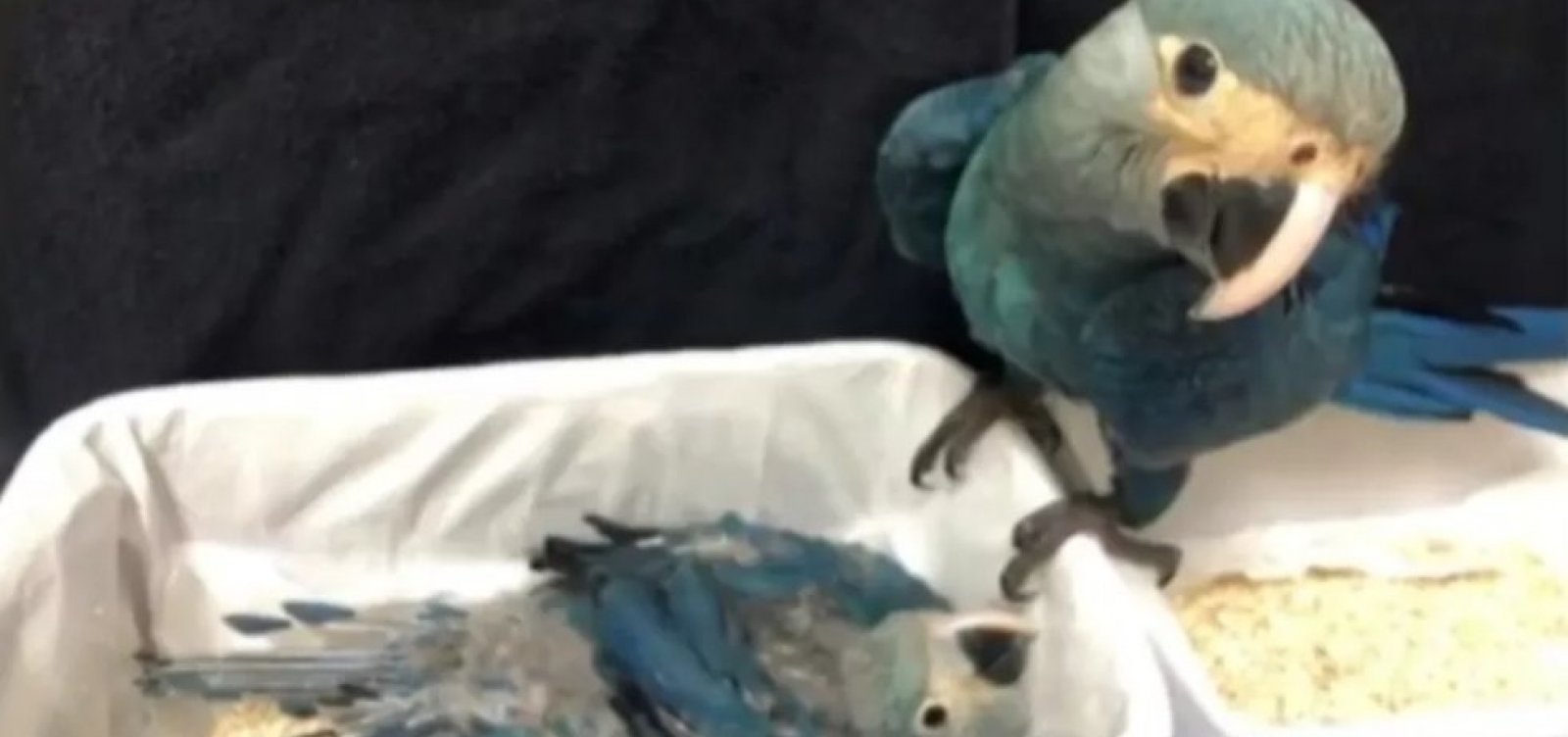 Dois filhotes de ararinha-azul nascem em cativeiro no norte da Bahia