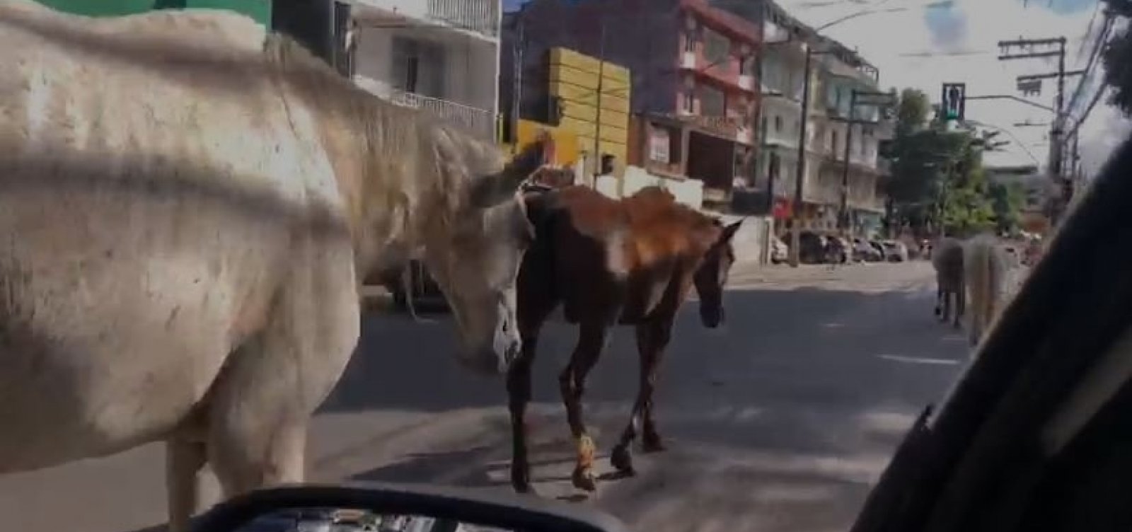 Cavalos desfilam em meio ao trânsito de Pernambués 