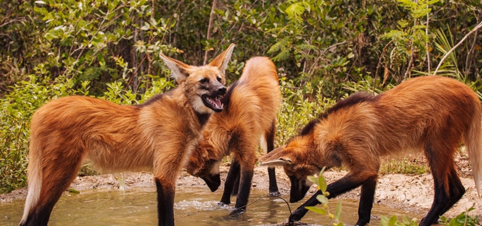 Filhotes de lobos-guarás integram projeto de reintrodução à natureza no oeste da Bahia 