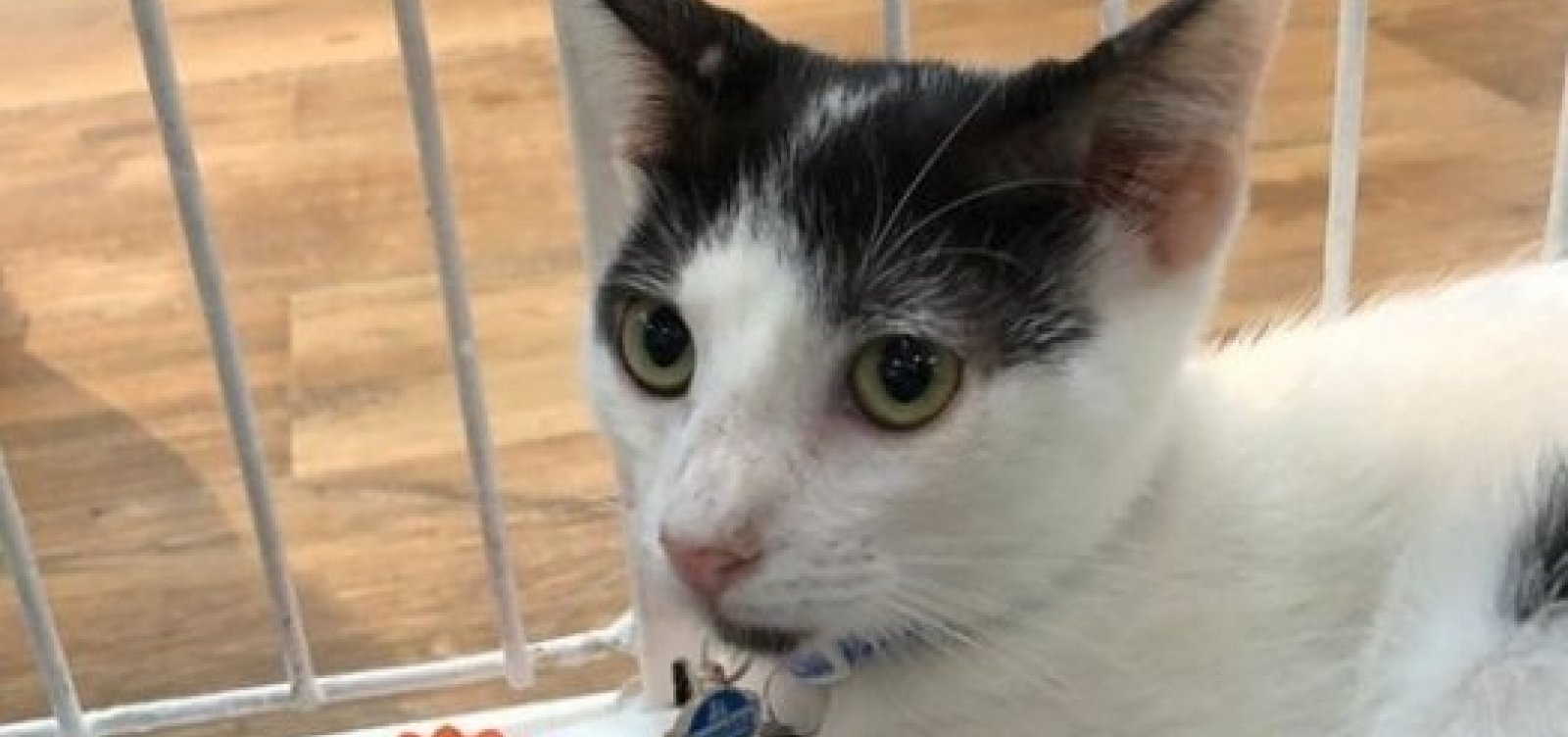 Cuidadores fazem terceira feira para ajudar gatinhos desabrigados da colônia de Piatã