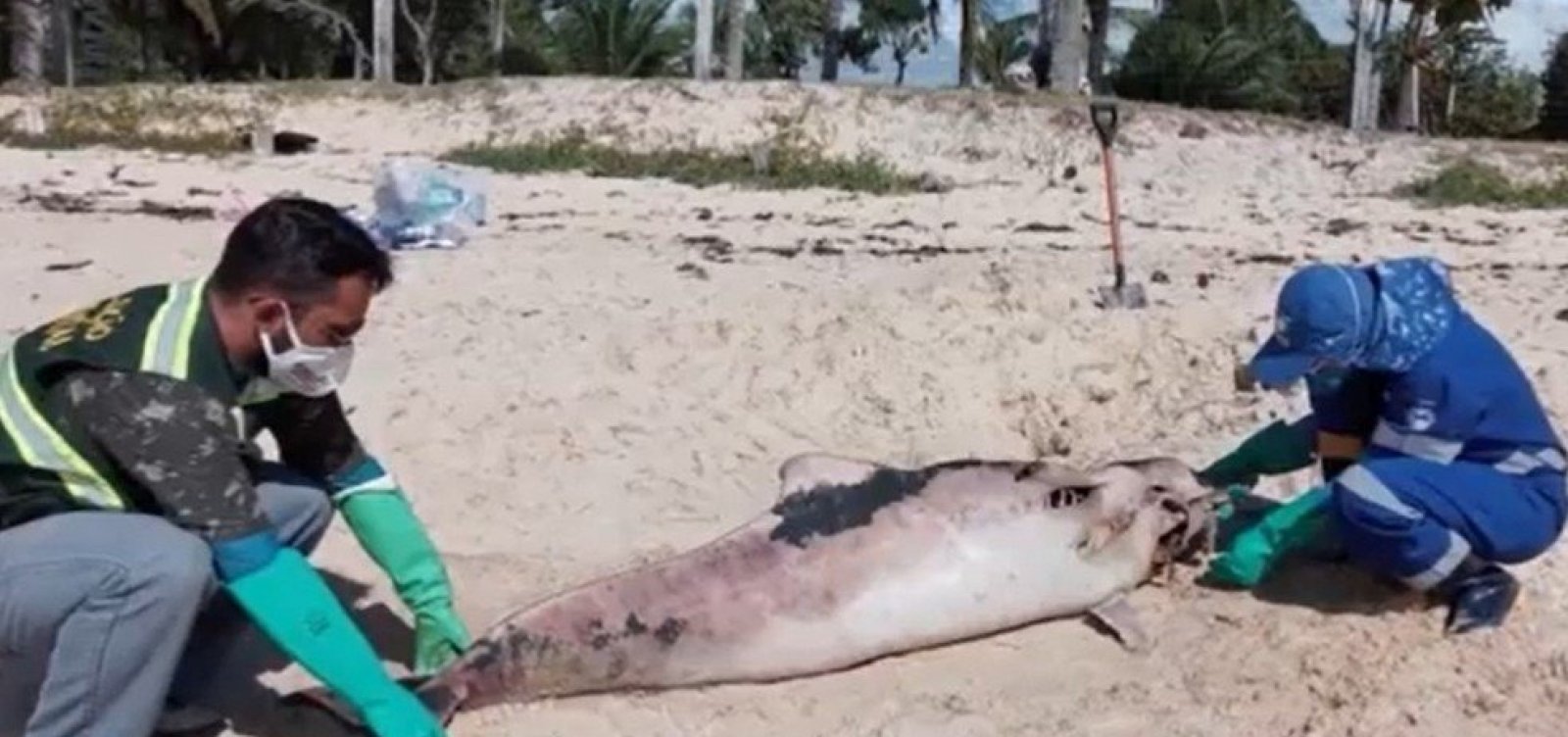 Golfinho é encontrado morto em praia do extremo sul da Bahia