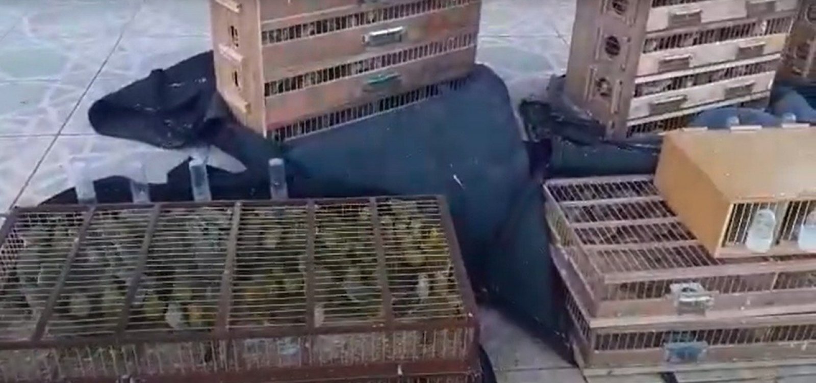 PRF resgata 800 aves silvestres em porta-malas de carro de motorista por aplicativo em Seabra