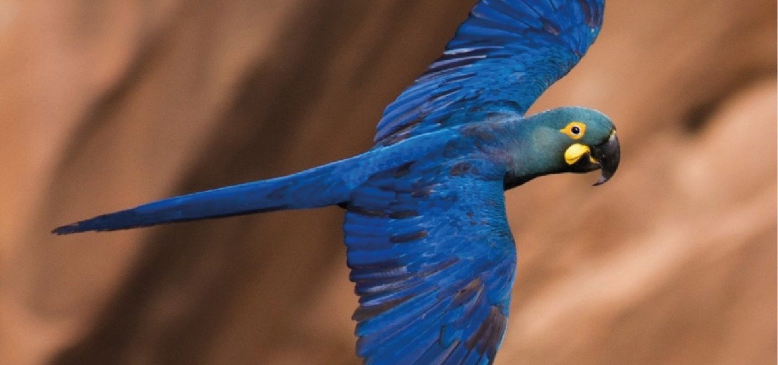 Ambientalistas discutem o risco de extinção da arara-azul-de-lear com Parque Eólico de Canudos