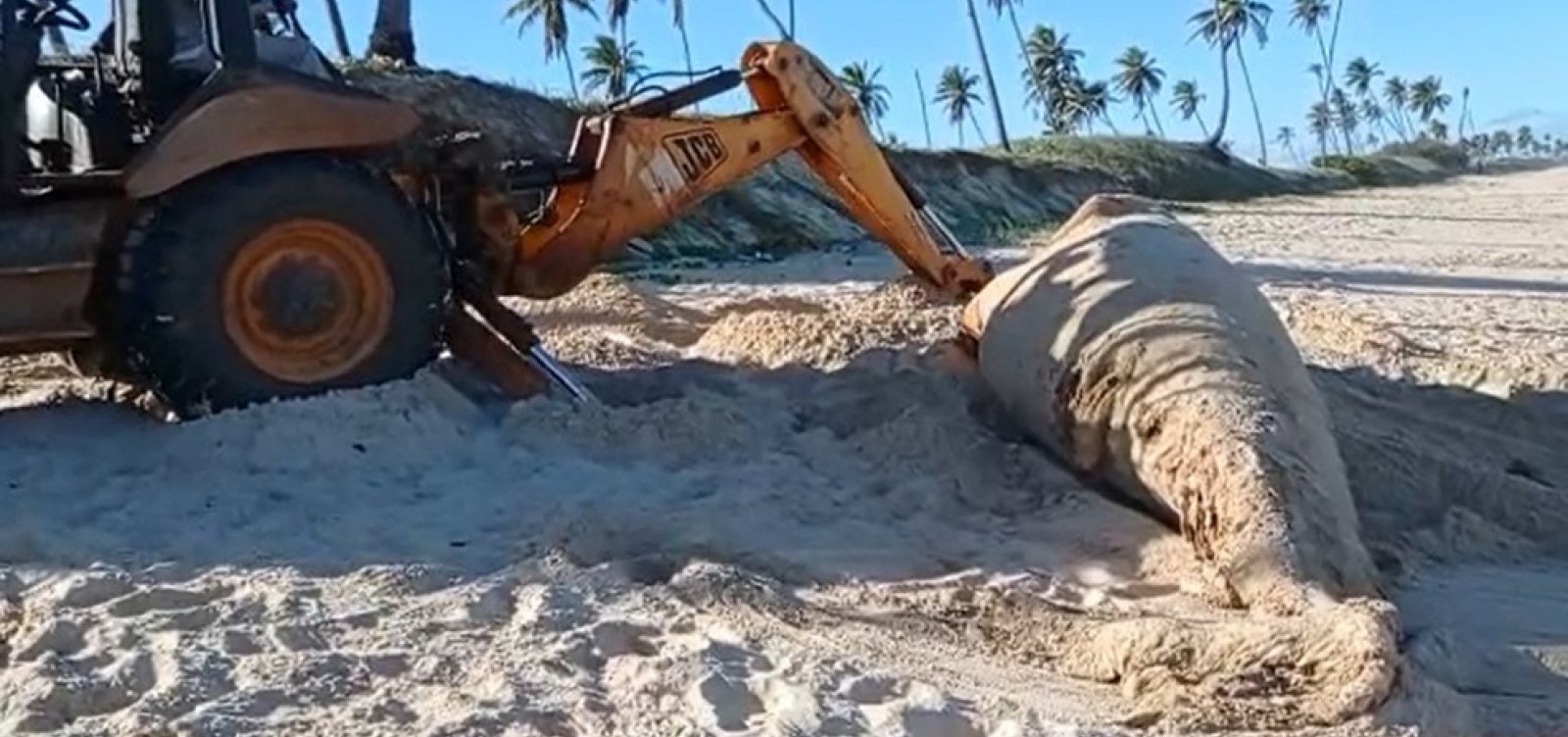 Filhote de baleia jubarte é encontrado morto em praia de Camaçari, na RMS