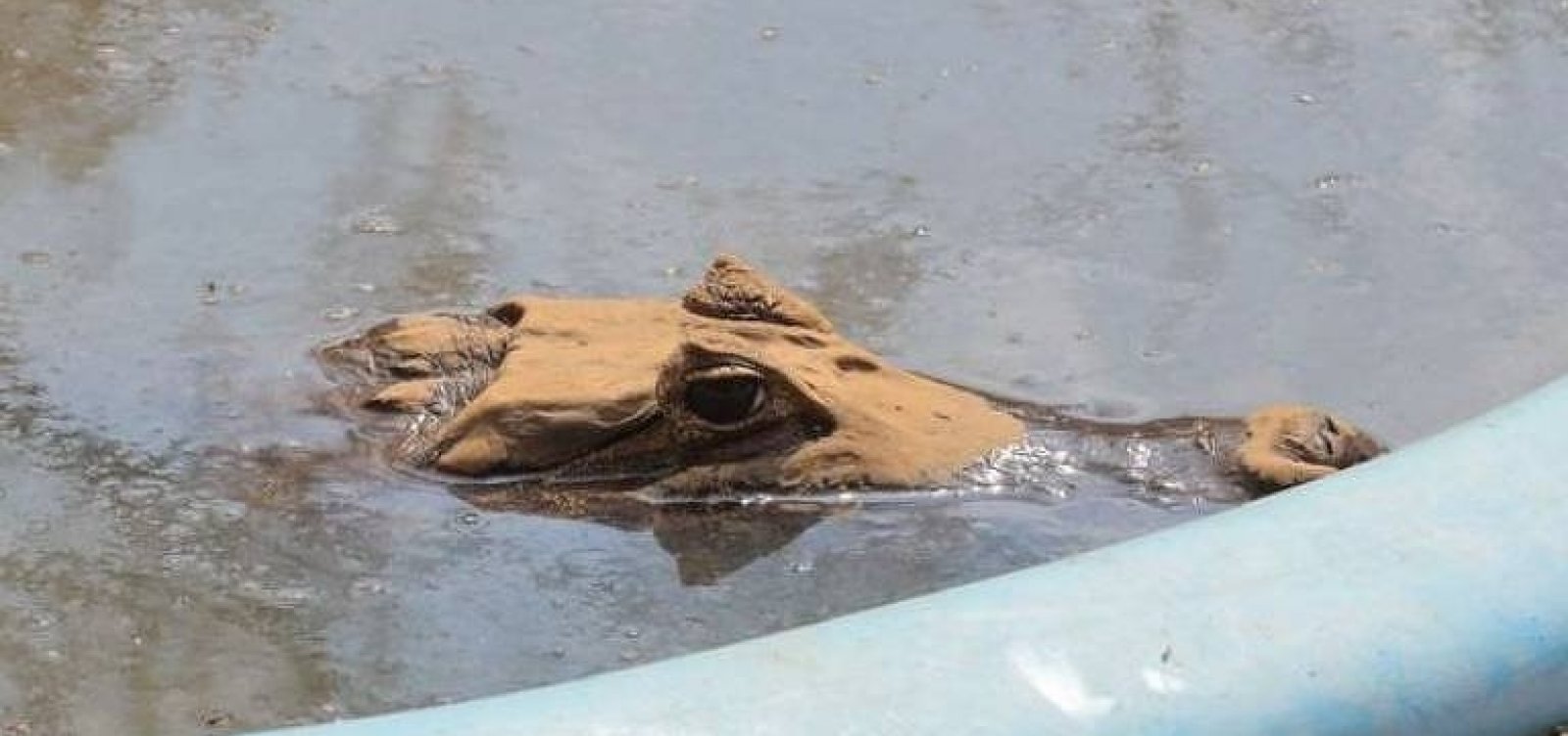 Para escapar de fogo no Pantanal, jacarés se refugiam em piscina 
