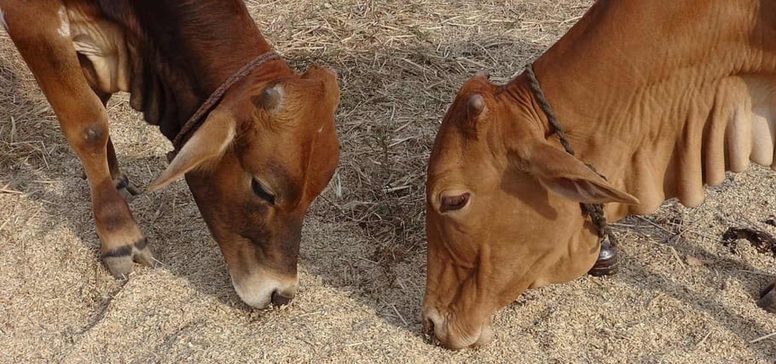 Ministério da Agricultura confirma casos de 'vaca louca' em Minas e Mato Grosso