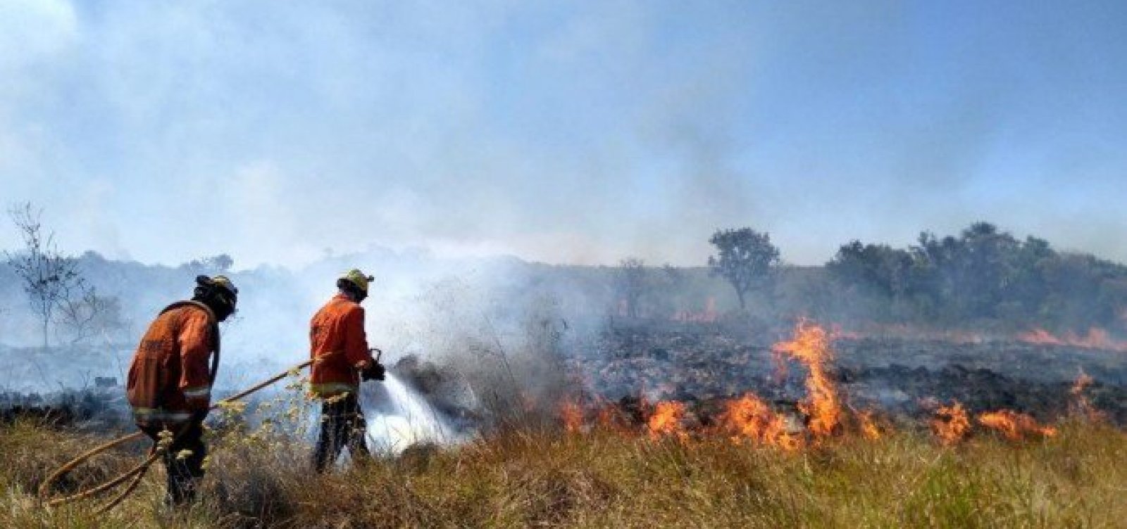 Bahia &eacute; o terceiro estado que mais desmatou Cerrado em agosto