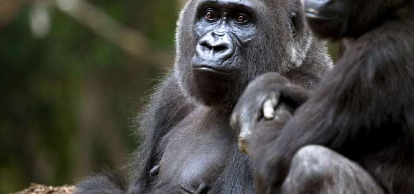 Gorilas são diagnosticados com Covid-19 em zoológico nos Estados Unidos 