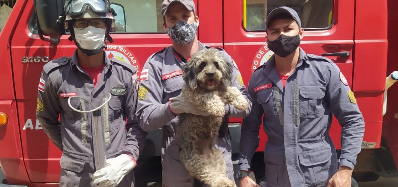 Após correr atrás de gato, cachorro fica preso entre paredes e é resgatado por bombeiros