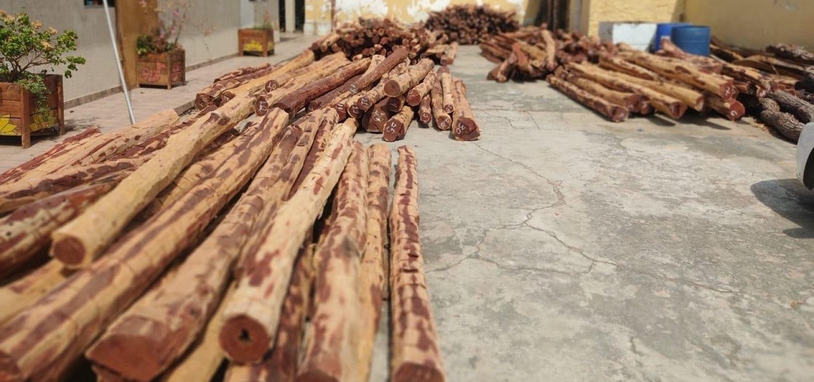 Polícia apreende carga de madeira exótica no valor de R$ 200 mil no interior da Bahia