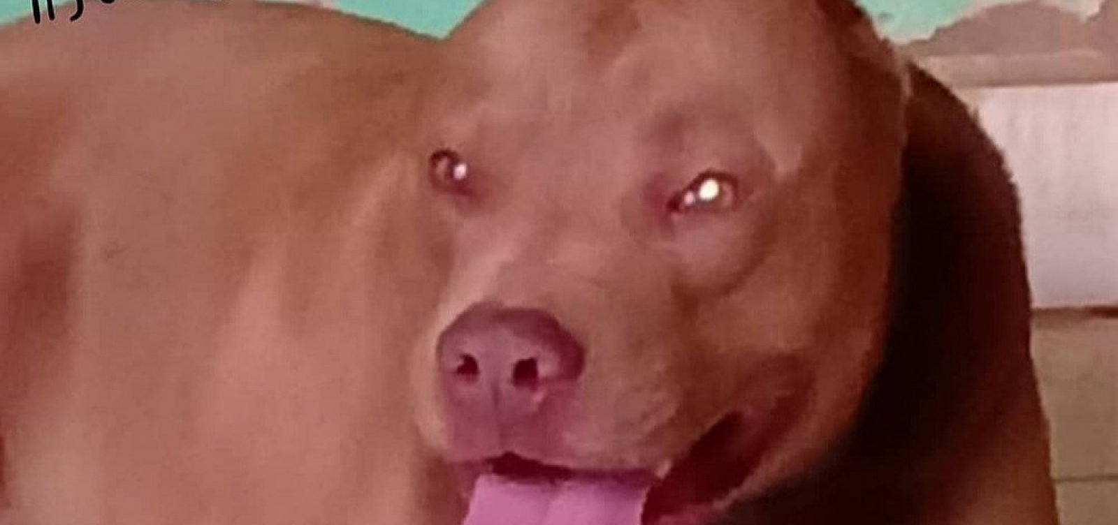 MP-BA denuncia homens por morte de cão que atacou criança em Poções