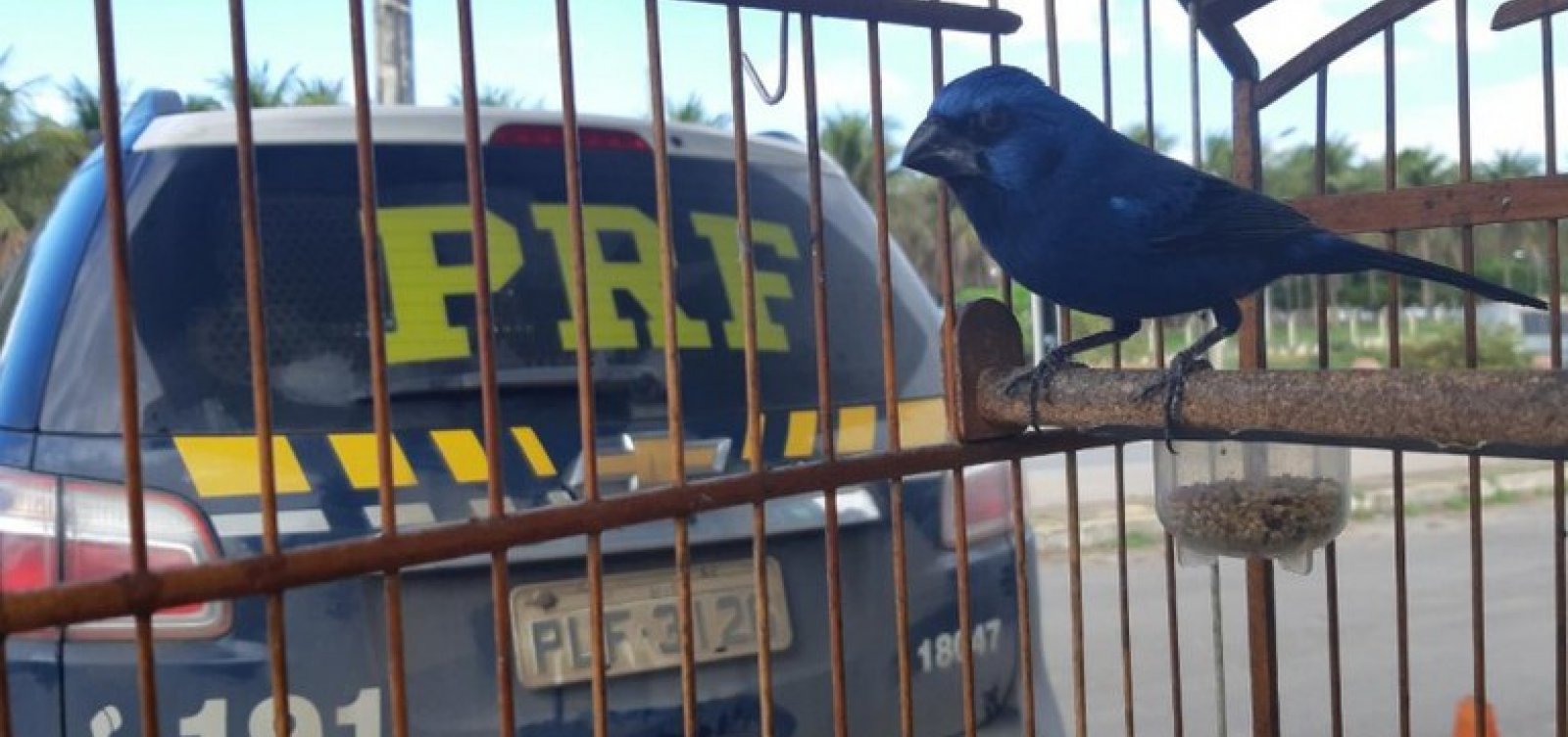 40 aves são encontradas presas em taxi no interior da Bahia
