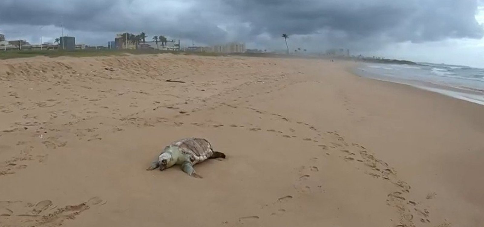 Tartaruga-marinha é encontrada morta na praia da Boca do Rio, em Salvador