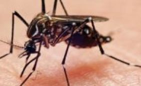 Organização Mundial da Saúde diz que zika vírus vai se proliferar pela América