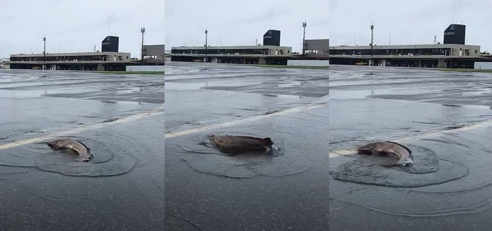 Após enchentes, peixes são vistos no aeroporto de Ilhéus - Metro 1