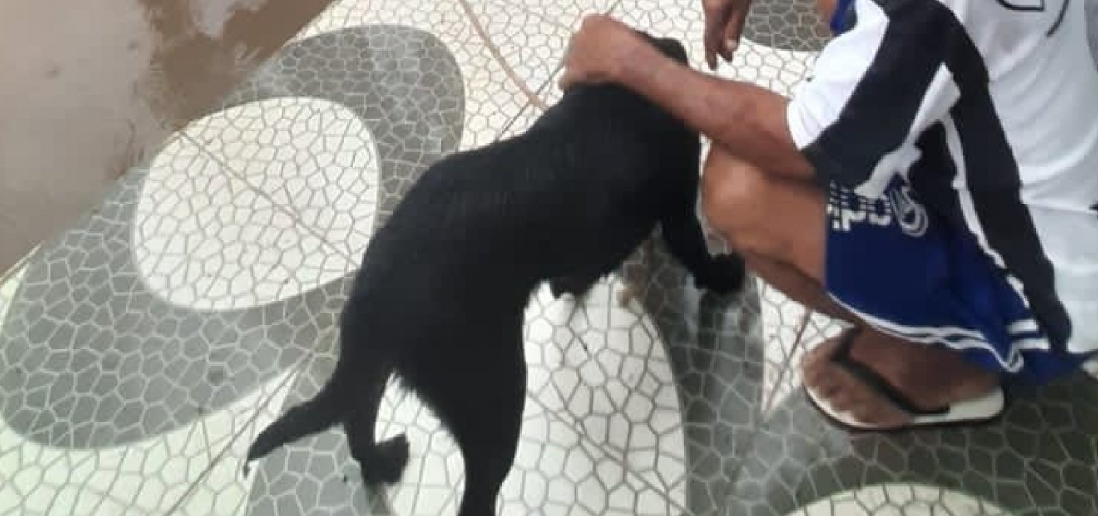 Cachorro é resgatado após passar quatro dias em telhado em Dário Meira