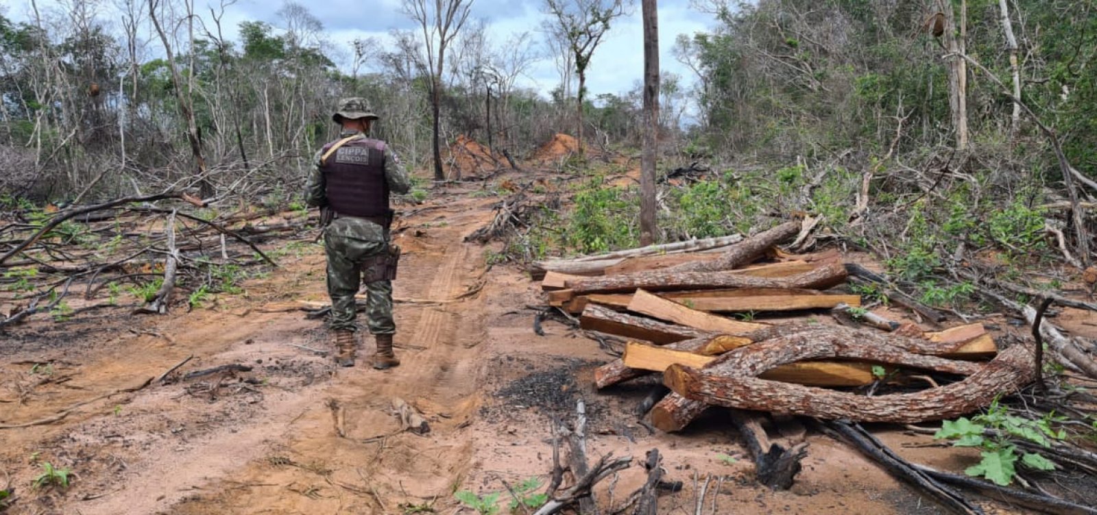 Operação encontra madeiras desmatadas ameaçadas de extinção no oeste baiano