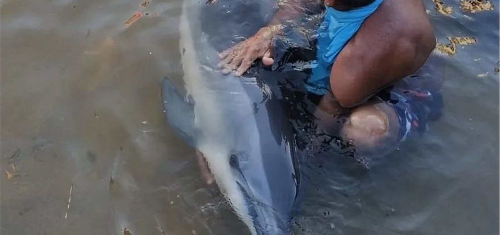 Golfinho é encontrado por banhistas na Praia da Paciência, no Rio Vermelho