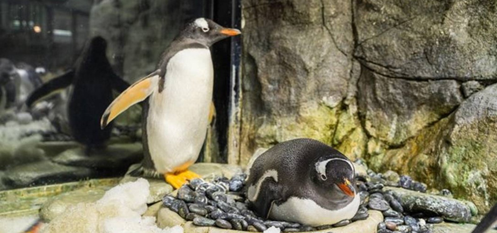Prestes a receber novo filhote, casal gay de pinguins celebra três anos de namoro
