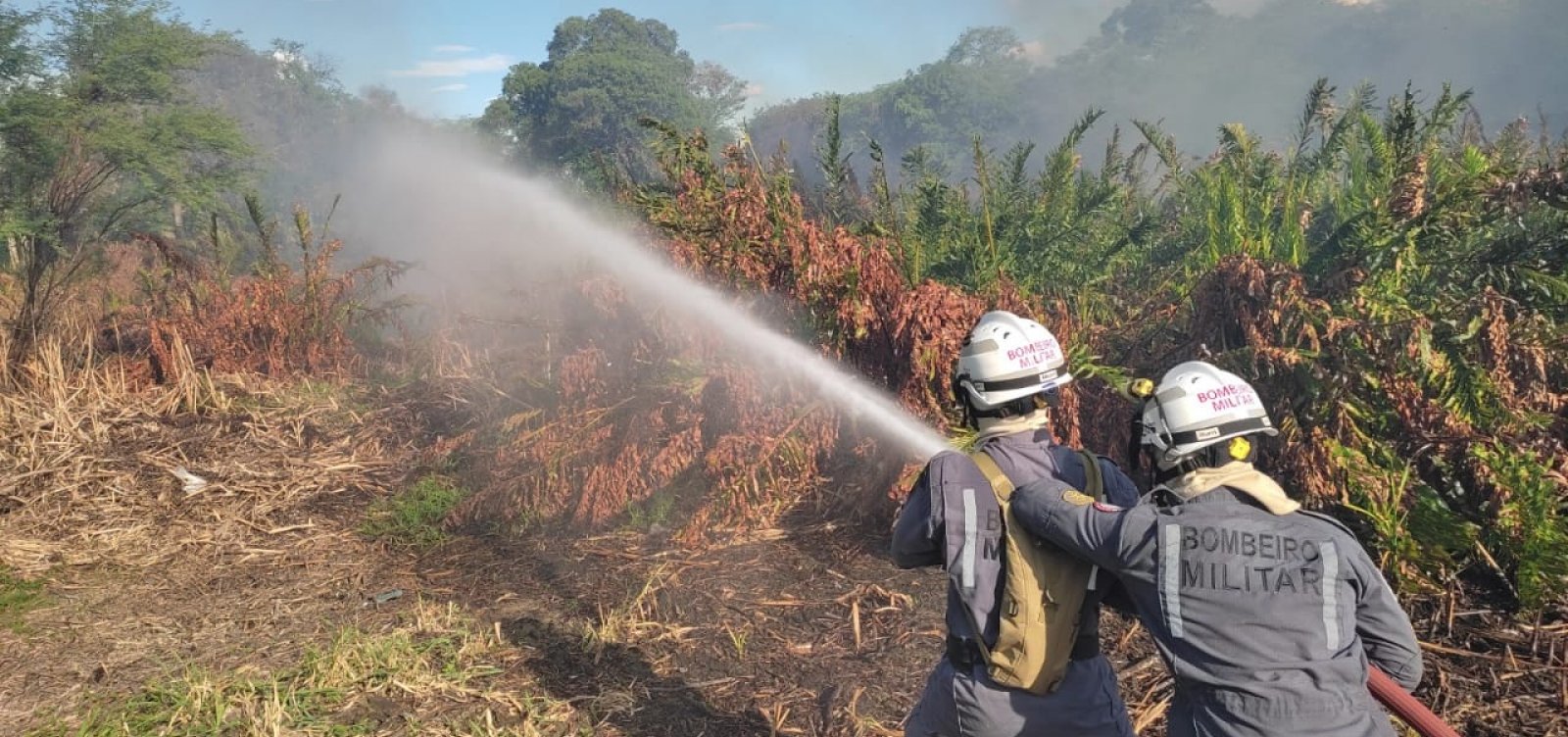 Bombeiros apagam incêndio em área da caatinga após moradores atearem fogo em madeira 